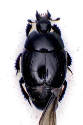 Margarinotus ignobilis