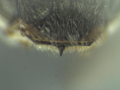 Nomada tridentirostris