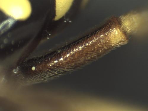 Nomada goodeniana