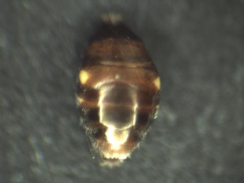 Réf. 316 980 : Nomada flavoguttata