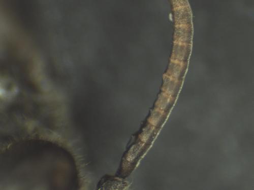 Réf. 316 712 : Nomada tridentirostris