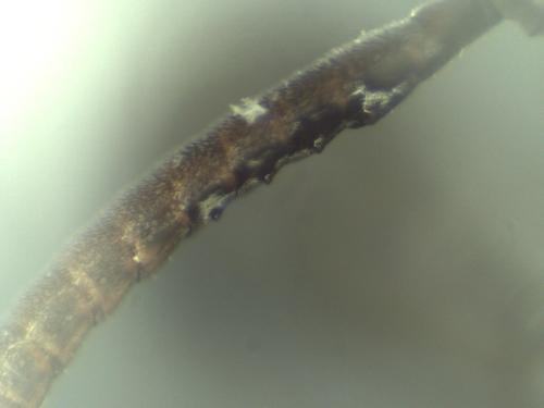 Nomada tridentirostris