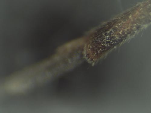 Réf. 316 979 : Nomada flavoguttata