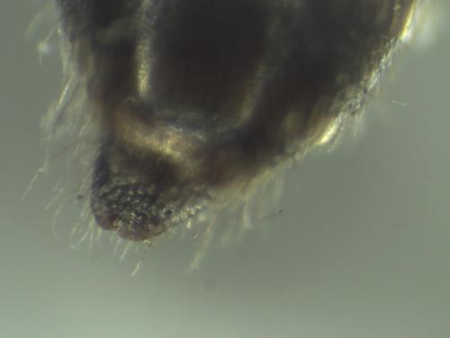Nomada tridentirostris