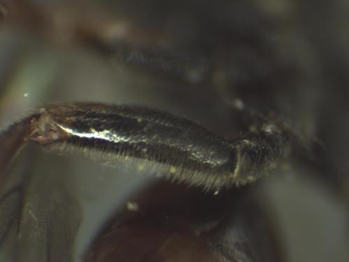 Nomada tridentirostris