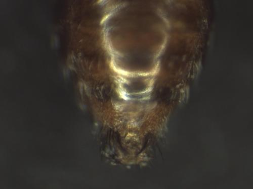 Réf. 316 981 : Nomada flavoguttata