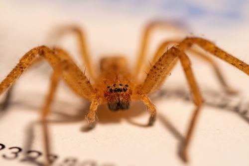 Olios argelasius