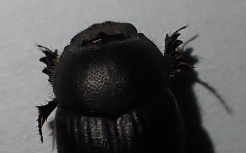 Réf. 316 452 : Onthophagus sp.