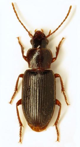 Ophonus sp.