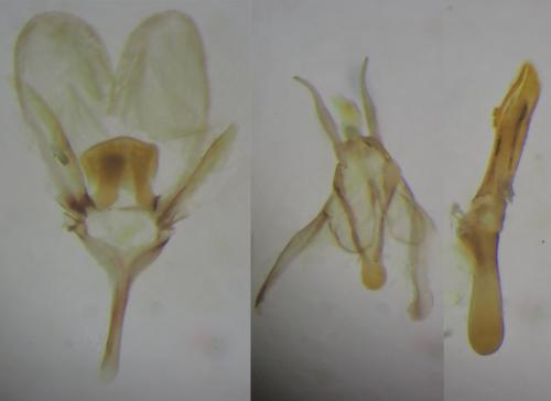Ypsolopha asperella