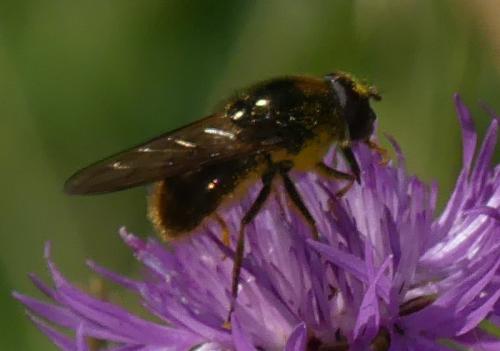Réf. 316 150 : Cheilosia sp.