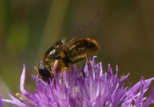 Cheilosia sp.