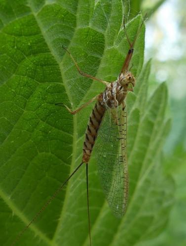 Réf. 316 304 : Ecdyonurus ruffii