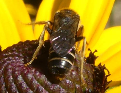 Halictus sp.