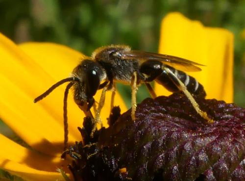 Réf. 316 351 : Halictus sp.