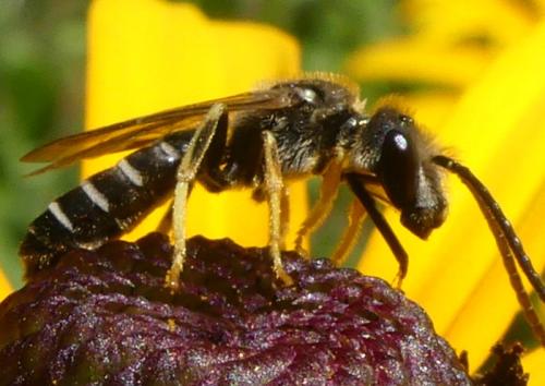 Réf. 316 494 : Halictus sp.