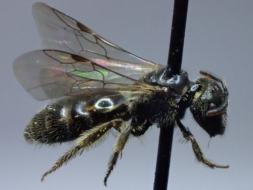 Réf. 316 892 : Lasioglossum glabriusculum