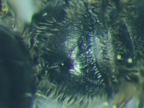 Réf. 316 893 : Lasioglossum glabriusculum