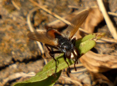 Cylindromyia sp.