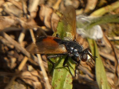 Cylindromyia sp.