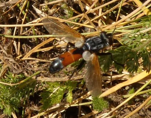 Cylindromyia sp.