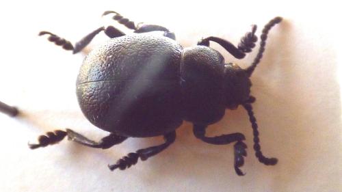 Timarcha goettingensis