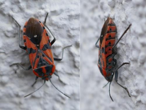 Réf. 316 813 : Spilostethus pandurus