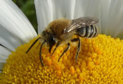 Colletes sp.