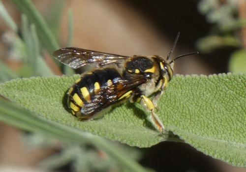 Anthidium florentinum