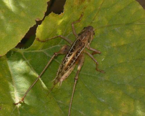 Réf. 316 042 : Decticus albifrons