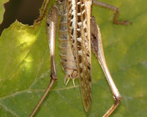Decticus albifrons