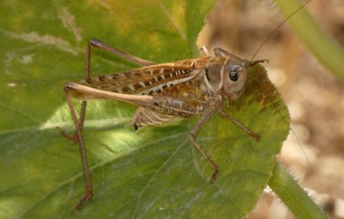 Réf. 316 043 : Decticus albifrons