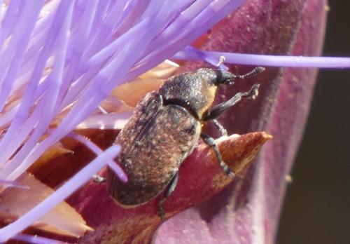 Réf. 316 066 : Larinus ochreatus