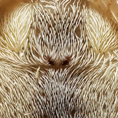 Tibellus sp.