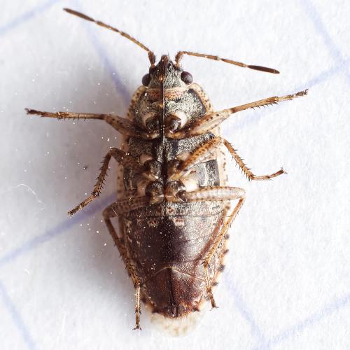 Emblethis sp.