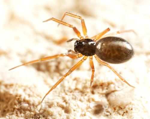 Agyneta sp.