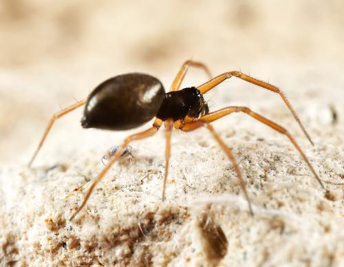 Agyneta sp.