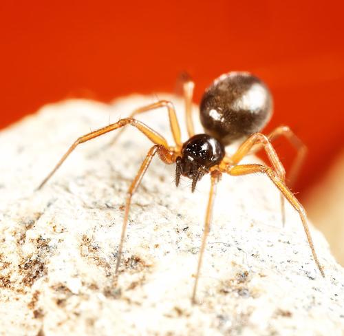 Agyneta sp.