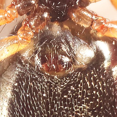 Agyneta sp.