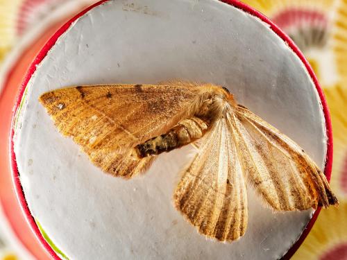 Colotois pennaria