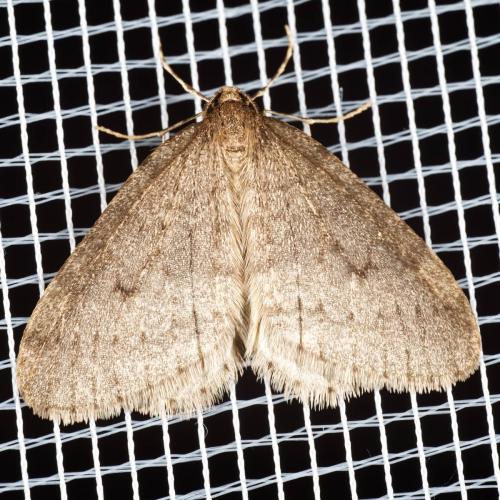 Operophtera brumata