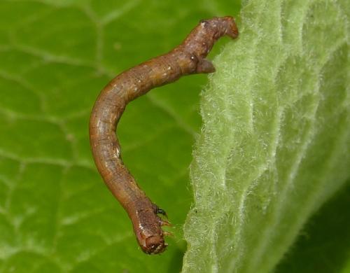 Réf. 316 114 : Agriopis sp.
