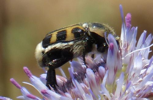 Réf. 316 112 : Trichius sp.