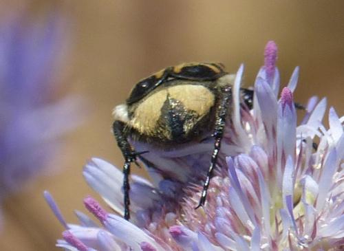Réf. 316 113 : Trichius sp.