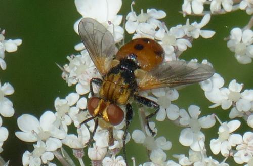Réf. 316 325 : Gymnosoma sp.