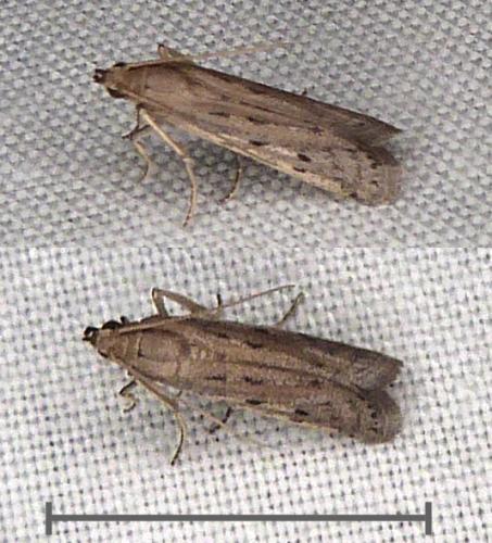 Réf. 316 500 : Phycitodes sp.