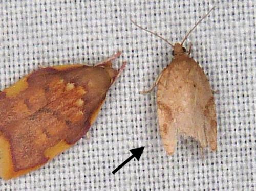 Acleris sp.