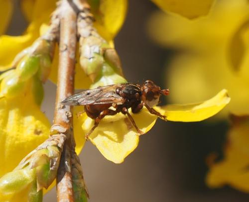 Myopa sp.