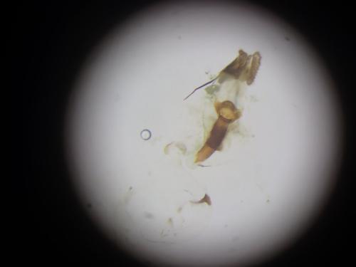 Dichrorampha senectana