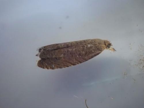 Dichrorampha senectana